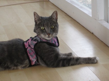 Amy the cat wearing her pink camouflage vest harness